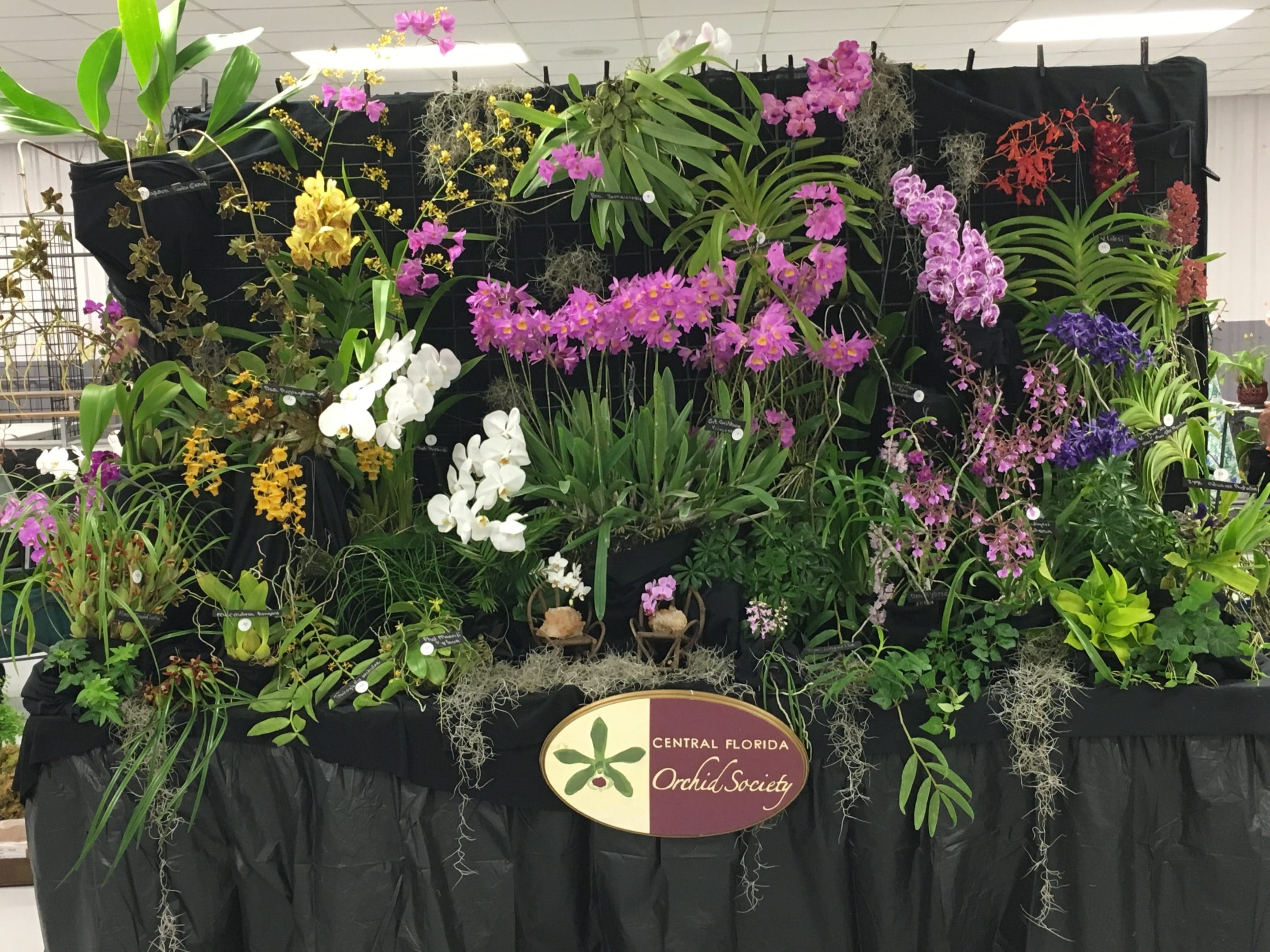 News Central Florida Orchid Society